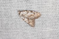 Nola confusalis