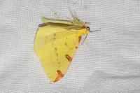 Opisthograptis luteolata