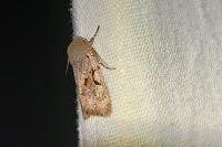 Orthosia gothica