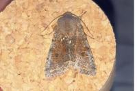 Orthosia incerta