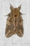 Peridea anceps