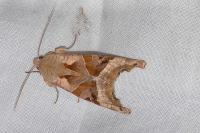 Phlogophora meticulosa