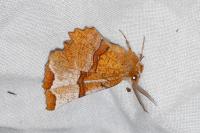 Selenia lunularia