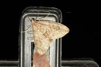 Thera britannica/variata