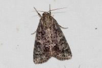 Acronicta rumicis