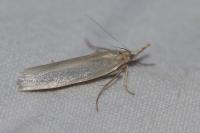 Crambus perlellus