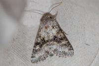 Hecatera bicolorata/weissi