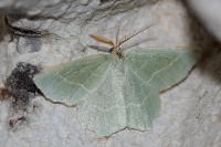 Thalera fimbrialis