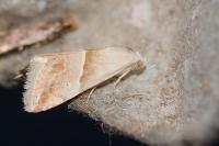 Eublemma parva