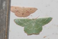 Thalera fimbrialis