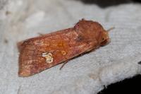 Amphipoea