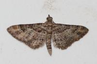Gymnoscelis rufifasciata