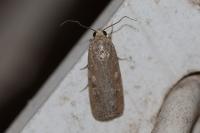 Spodoptera exigua