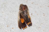 Noctua janthina