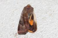 Noctua janthina
