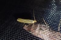 Selagia argyrella