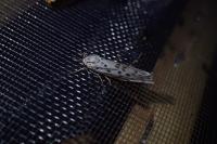 Coscinia cribraria cribraria