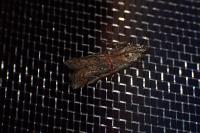 Pempelia palumbella
