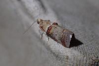 Acrobasis tumidana