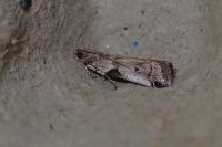 Acrobasis glaucella/fallouella