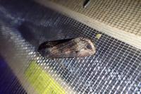 Agrotis ipsilon