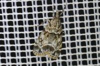 Eudonia mercurella