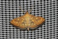 Anania verbascalis