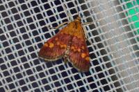 Pyrausta aurata