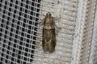 Acrobasis consociella