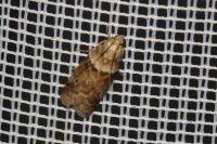 Acrobasis consociella