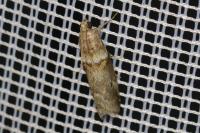 Acrobasis consociella