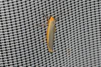 Manulea complana