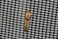 Ancylosis cinnamomella