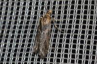 Ancylosis cinnamomella