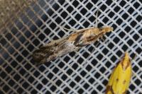 Ancylosis cinnamomella