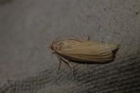 Ematheudes punctella