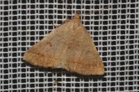Zanclognatha lunalis