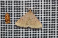 Zanclognatha lunalis