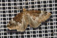 Perizoma alchemillata