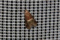 Acrobasis marmorea
