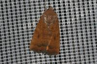 Noctua interjecta