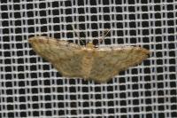 Idaea fuscovenosa