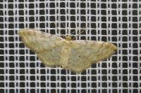 Idaea fuscovenosa