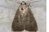 Hoplodrina respersa