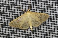 Patania ruralis