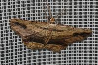 Menophra abruptaria