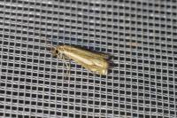 Crambus pascuella