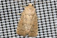 Hoplodrina superstes