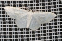 Asthena albulata