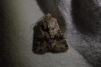 Hecatera bicolorata
